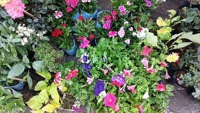 Rose and Petunia Flower 🌹🌼🌸🪴 смотреть онлайн