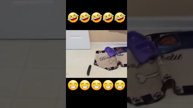 #веселыевидео #смешные #коты #питомцы #классные #животные #животныесмешные #животныеприколы