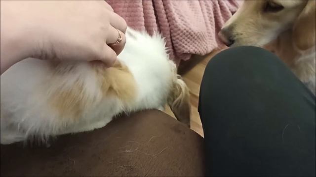 Ретриверы смотреть онлайн