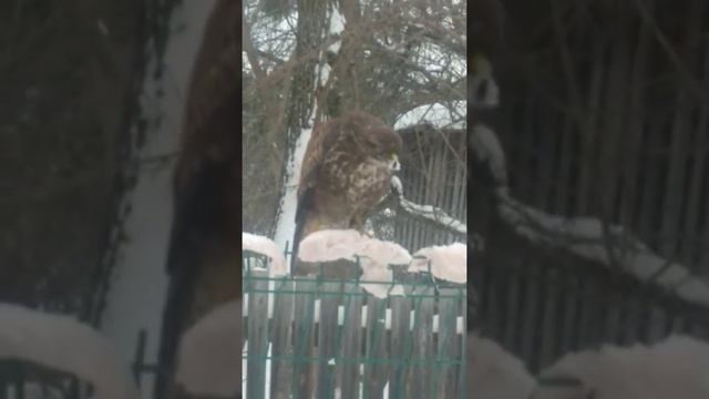 Что за птица,сокол? смотреть онлайн