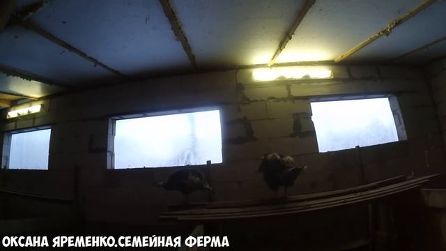 Рождение козлят/Неожиданный окот смотреть онлайн