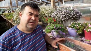 КАЛИБРАХОА осенние черенкование.