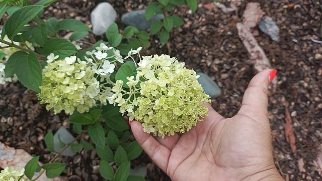 22 июля гортензии набирают цвет🌺 смотреть онлайн