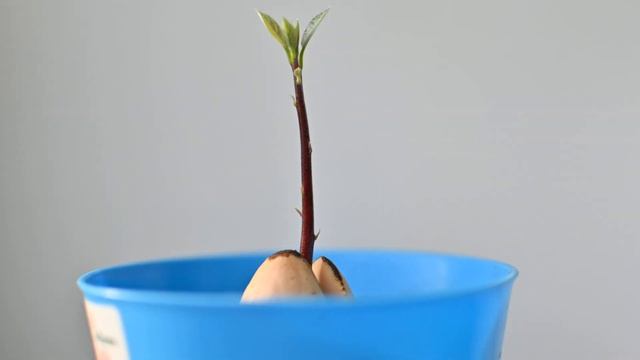 Авокадо 3 Как растет авокадо из косточки. Таймлапс. How An Avocado Grows From A Seed. Timelapse