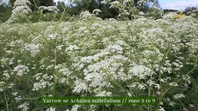 7 Incredible Plants That Can Thrive in a Drought 🌷🌵🌺 // Gardening Tips смотреть онлайн