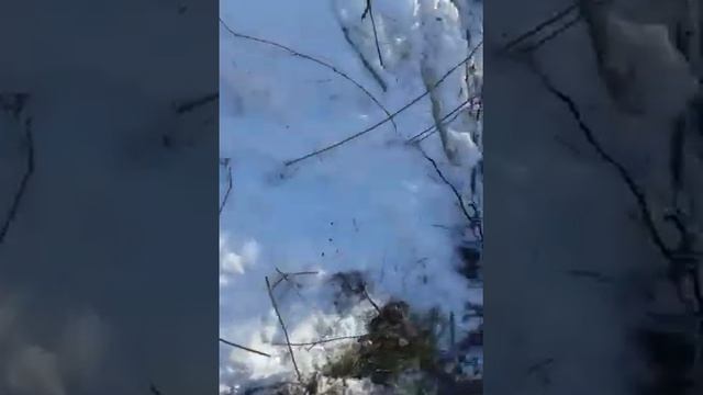 Соболя это хорошо, но метал в тайге еще лучше. смотреть онлайн