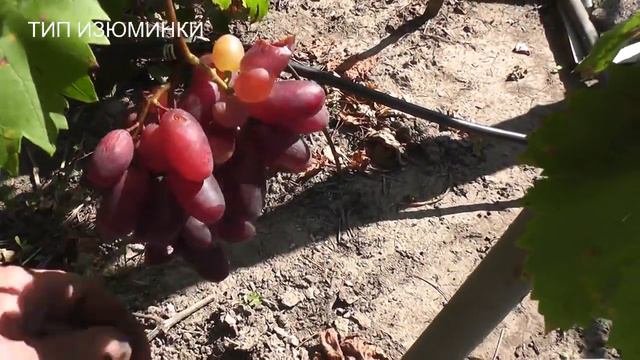 сентябрь 2021 года, Кармакод, Изюминка, Тип Изюминки, Валерьян, Вива-Айка смотреть онлайн