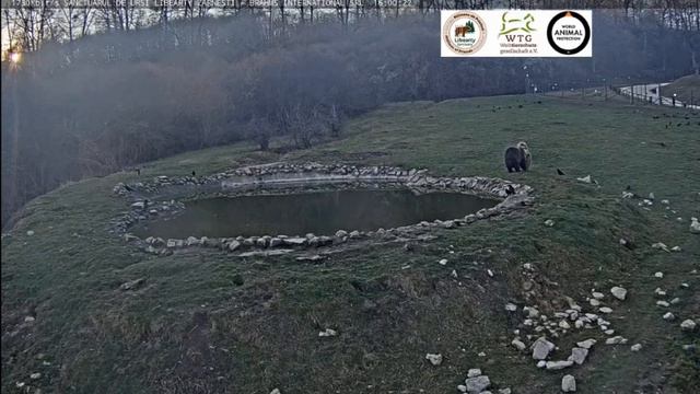 Подружка так и не дала Светлому пообщаться с мишкой,пошли в лес #Медведи#Поляна#Румыния смотреть онлайн