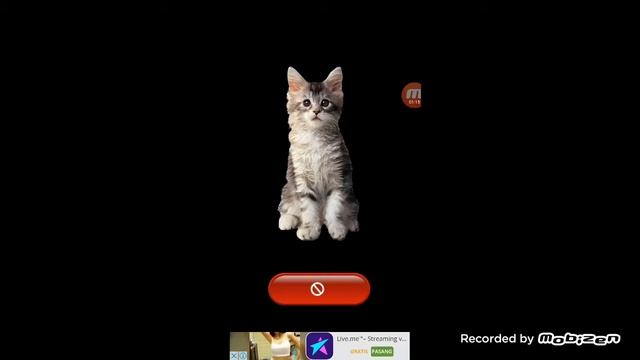Fake Video Call Cat смотреть онлайн