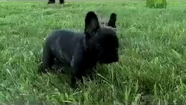 Dogs 101   French Bulldog
