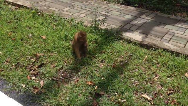 Обезьяны в дикой природе. Monkey Hill Phuket. смотреть онлайн