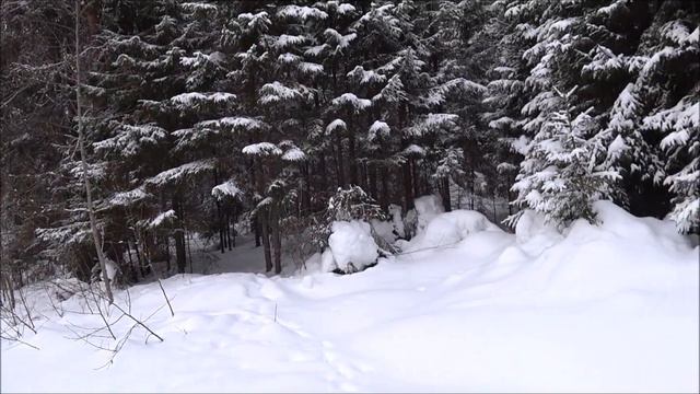 Нагонка молодой выжловки 7.03.2022г. Пришлось перехватывать на гону. Звонке 10 месяцев. смотреть онлайн