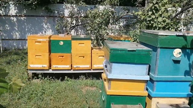 Мед с подсолнечника, неожиданный бонус. смотреть онлайн
