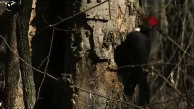 Bird Movie by Taylor Gibson смотреть онлайн