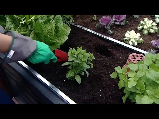 Теплица Palram Plant Inn 4x4 701808 с прозрачным остеклением смотреть онлайн