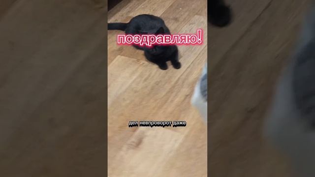 я вас поздравляю! ??? #shortvideo #shortc смотреть онлайн