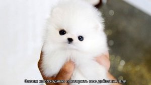 Мини шпиц: самые маленькие померанские собаки