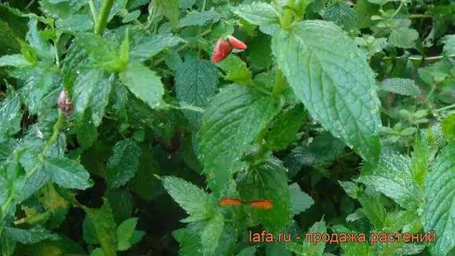 Мята перечная Пфефферминце (мentha piperita) ? обзор: как сажать, рассада мяты Пфефферминце смотреть онлайн