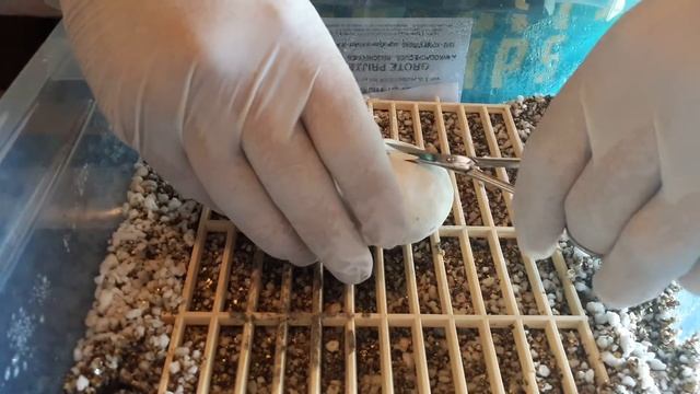 Ball python eieren knippen dag 55 . Egg cutting 2019 смотреть онлайн