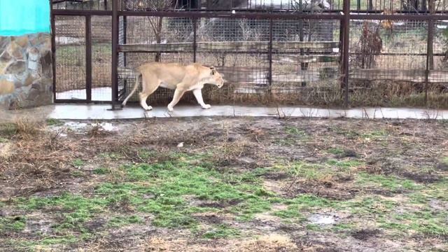 Всем теплый, зимний львиный привет!:)☀️🦁🦁🦁 смотреть онлайн