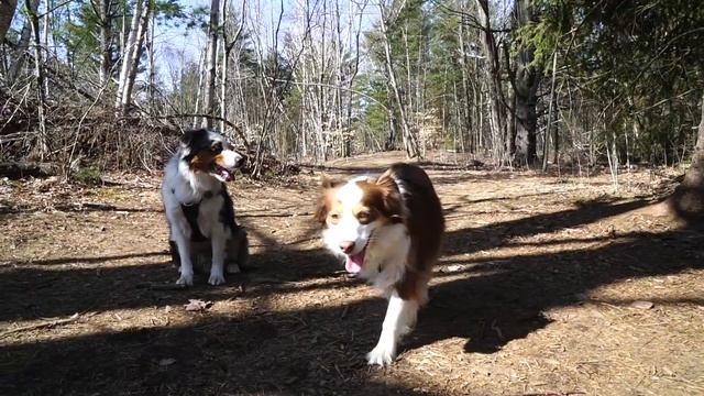 What It's Like Having 2 Australian Shepherds смотреть онлайн