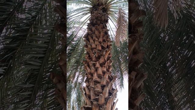 khajoor tree смотреть онлайн