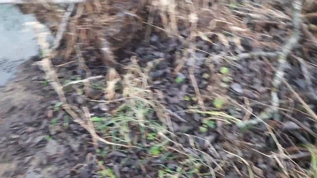 Охота на бобра капканами. Проверка капканов и поиск новых мест смотреть онлайн