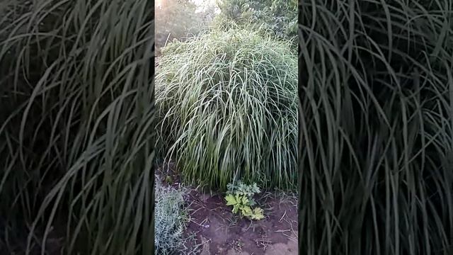 Мискантус Голиаф, Садовое растение. смотреть онлайн