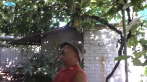Отличные сорта неукрывного винограда для беседки!