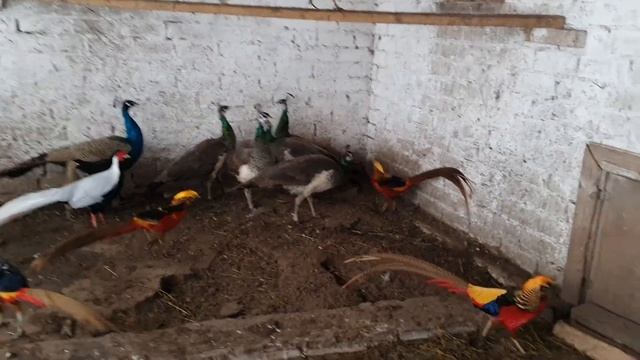 Павлин, Фазан Серебряный Румынский смотреть онлайн