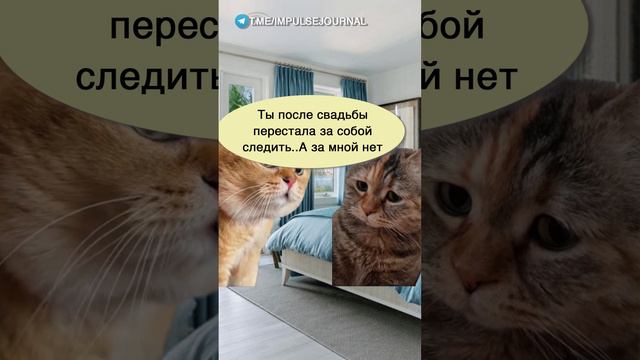 Стала другой #мыкотики #разговор #анекдот #шутки #котики #юмор #смешное #прикольно #мемы #cat смотреть онлайн