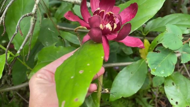 Surprised by Some Stunning Flowers in My Front Yard Food Forest! смотреть онлайн