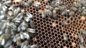 Первая проверка ловушек 2020г. Ловля роёв в мае. Пчеловодство для начинающих.