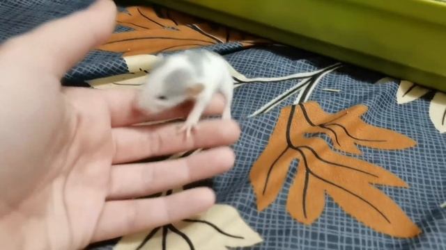 КРЫСА РОДИЛА ОЧЕНЬ МНОГО КРЫСЯТ. КРЫСЯТА ОТКРЫЛИ ГЛАЗКИ :) смотреть онлайн