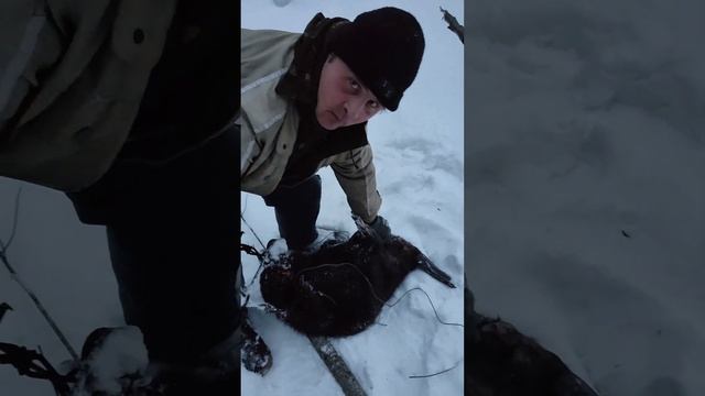 Зимняя добыча бобра на льду. #капканныйпромысел смотреть онлайн