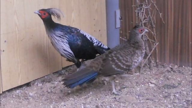 Породы фазанов смотреть онлайн