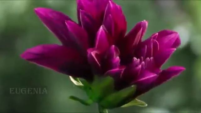 СИЛЬНАЯ Самая Красивая Музыка До слез! R Lefevre Ave Maria смотреть онлайн
