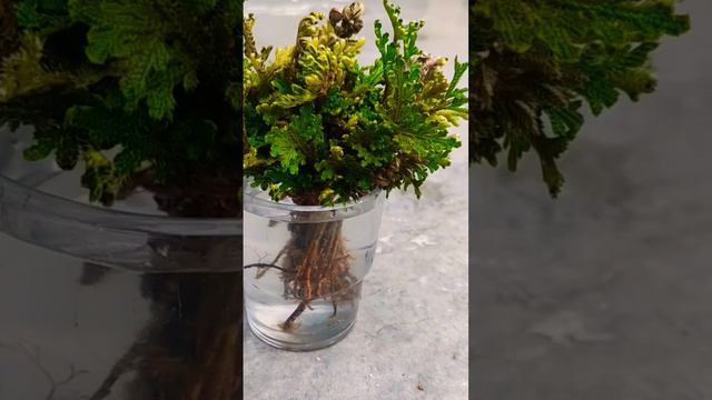 Selaginella a magic plant ☘️.in mela it is called 'sanjeevni booti'.desert plant. смотреть онлайн