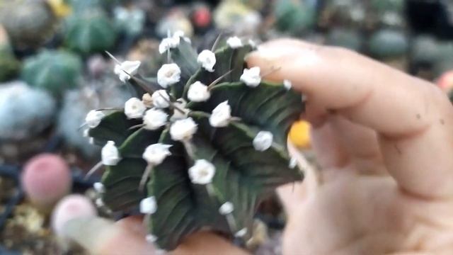 Gymnocalycium Variegata Cactus Boom смотреть онлайн