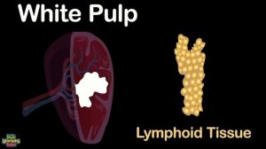 Human Body  and Human Body Size Comparison | Human Anatomy Size Comparisons