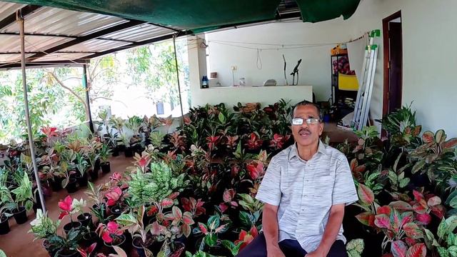 ഇനി ആരുടെയും ആഗ്ലോനിമ നശിച്ചു പോവില്ല/ Aglaonema Care and Fertilizer смотреть онлайн