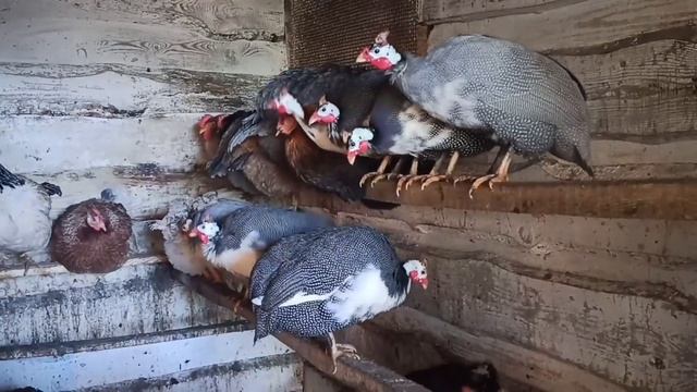 Як відрізнити цесарку від цесаря по голосу? Самий простий спосіб смотреть онлайн