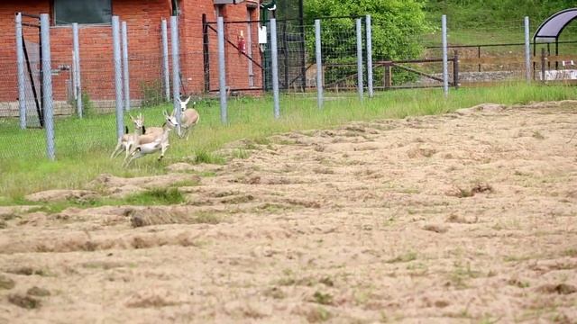Жираф и такины в холмах Подмосковья ? смотреть онлайн