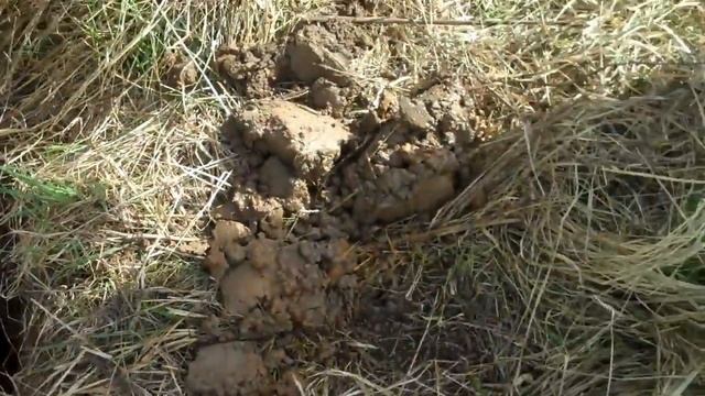 КОП ПЕРВОГО ДНЯ НА ВАХТЕ ПАМЯТИ смотреть онлайн