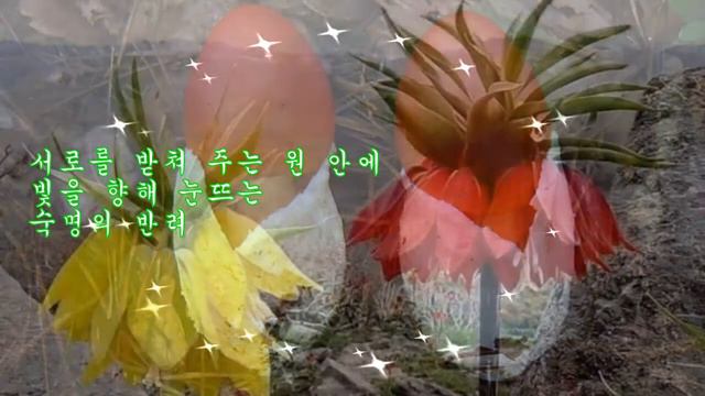 신비한 꽃들 смотреть онлайн