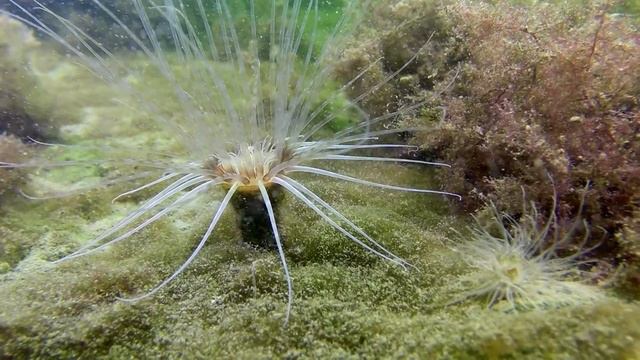 Cerianthus смотреть онлайн