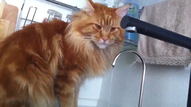 Кошка пьёт воду)) смотреть онлайн