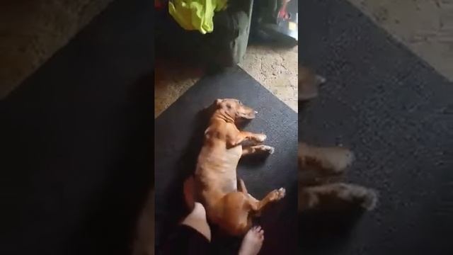 Heckin lazy doggo won't go outside смотреть онлайн
