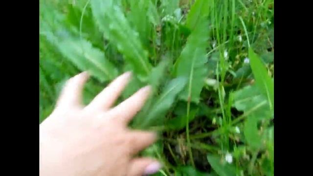 Щавель полевой. смотреть онлайн