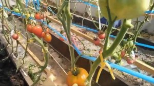 сортовой томат МИНУСИНСКИЕ ШАРЫ обзор